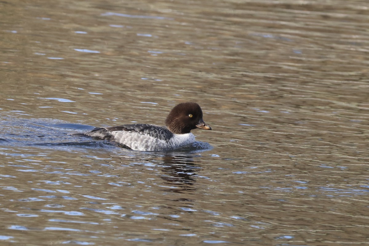 Barrow's Goldeneye - ML647104164