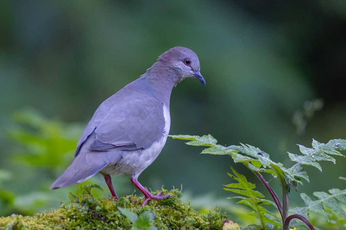 シロビタイシャコバト（decolor） - ML647104165