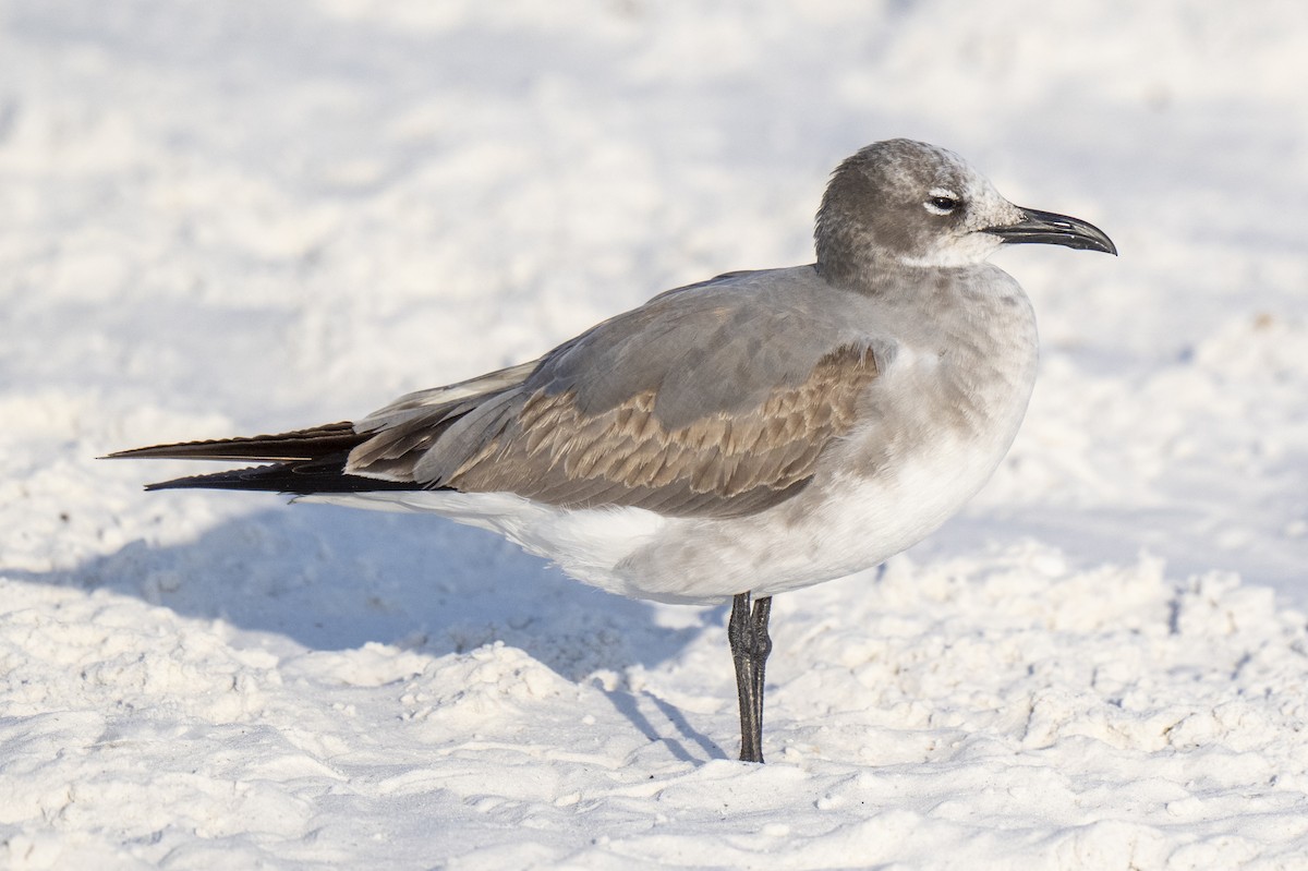 ワライカモメ - ML647104170