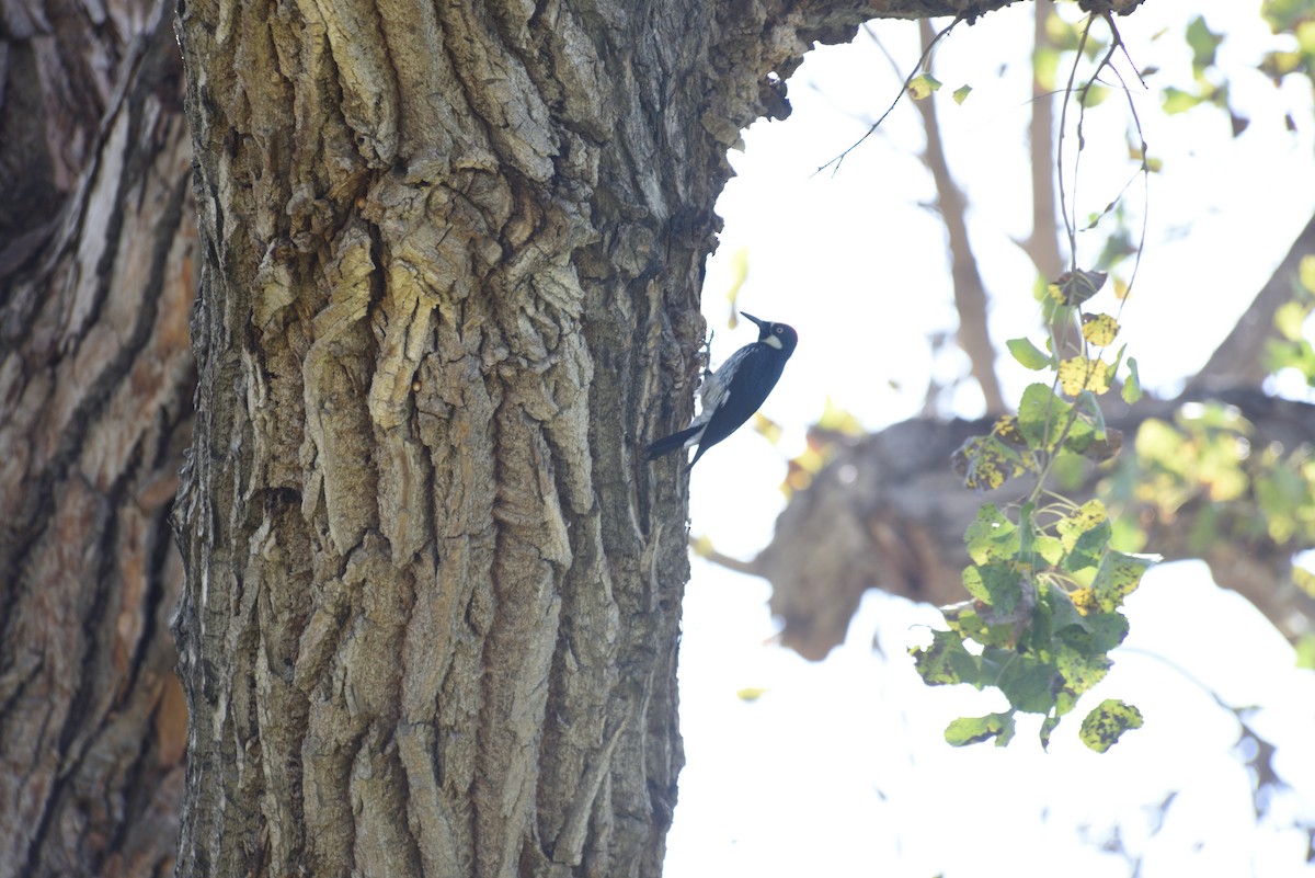 Acorn Woodpecker - ML647104172