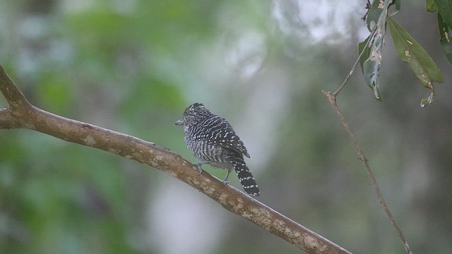 Barred Antshrike - ML647104177