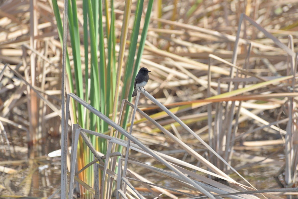 Black Phoebe - ML647104181