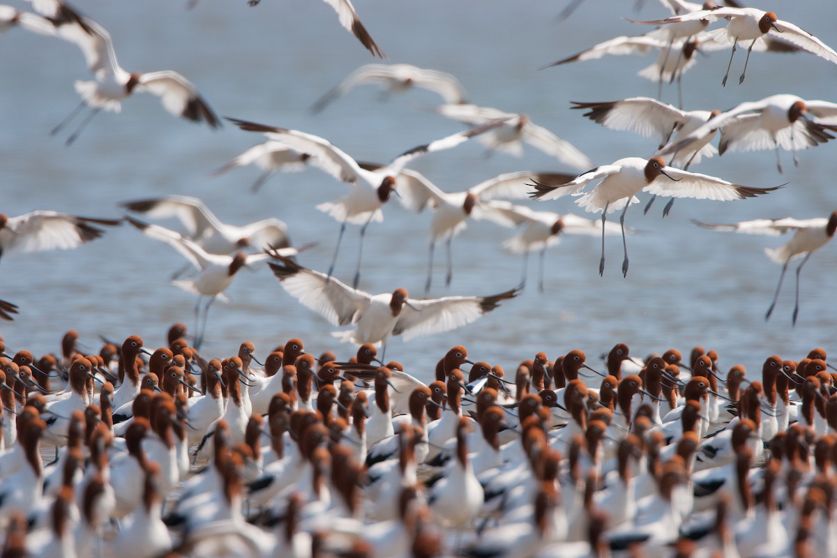 Red-necked Avocet - ML647104183