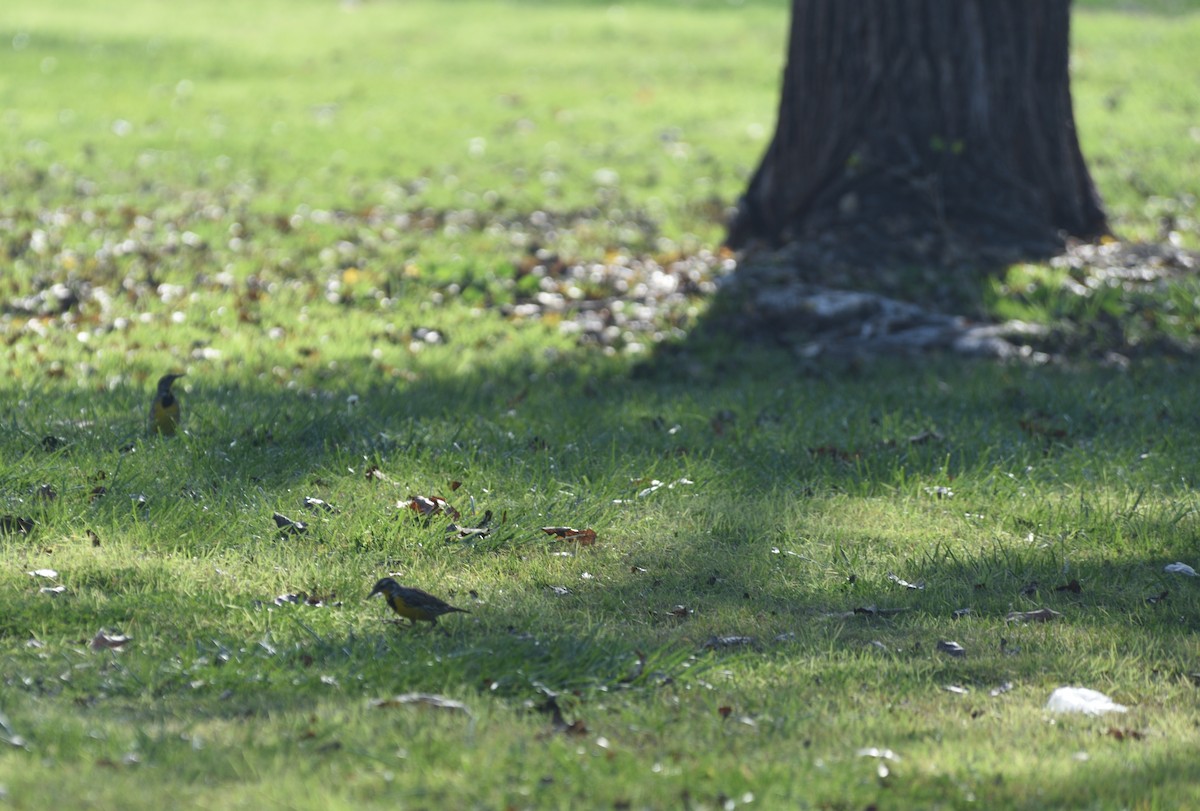 Western Meadowlark - ML647104184