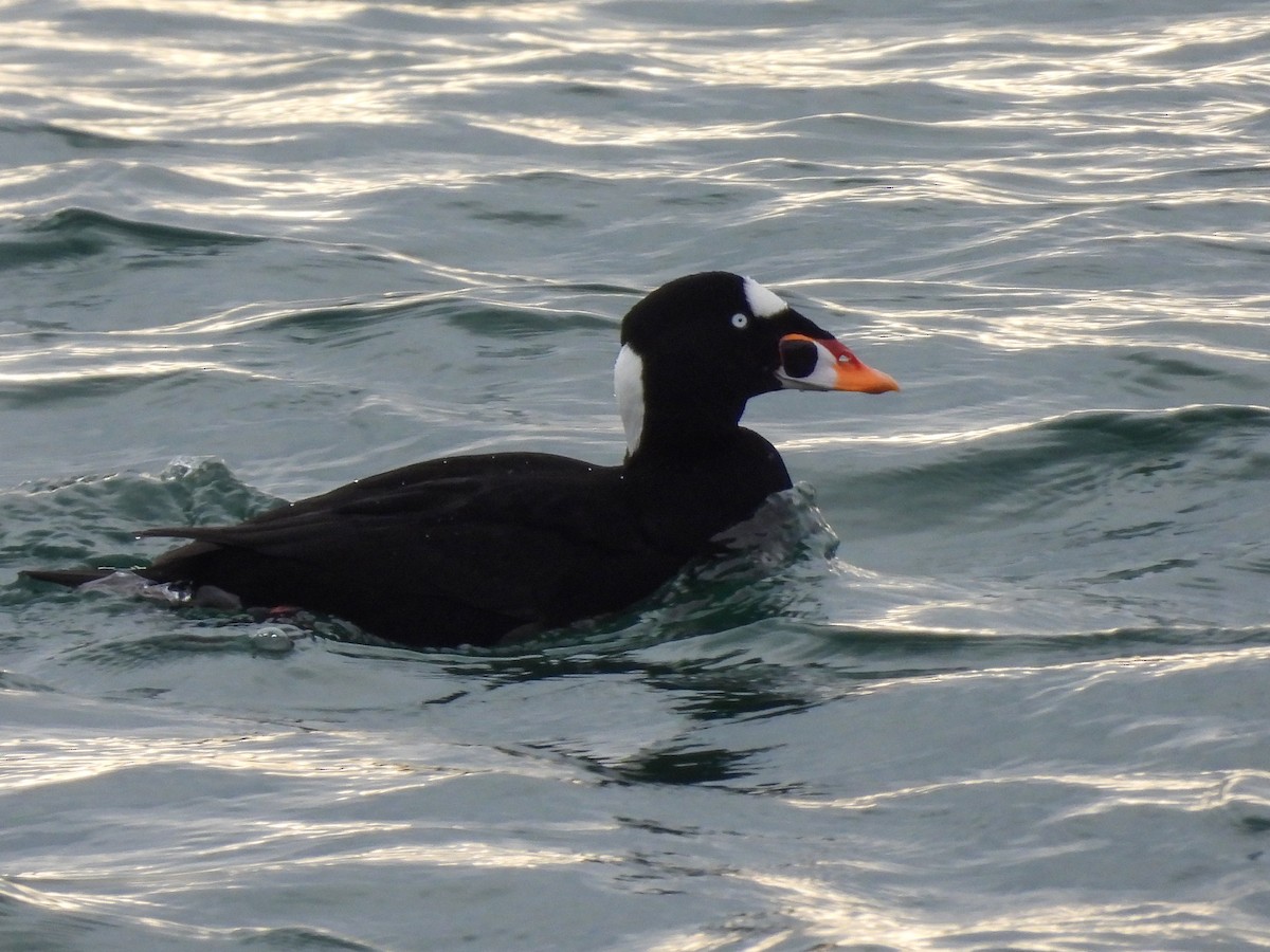 קטיפנית משברים - ML647104188