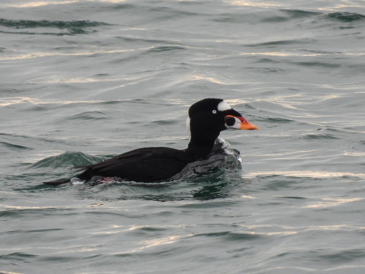 קטיפנית משברים - ML647104190