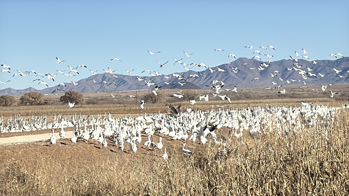 Snow Goose - ML647104191