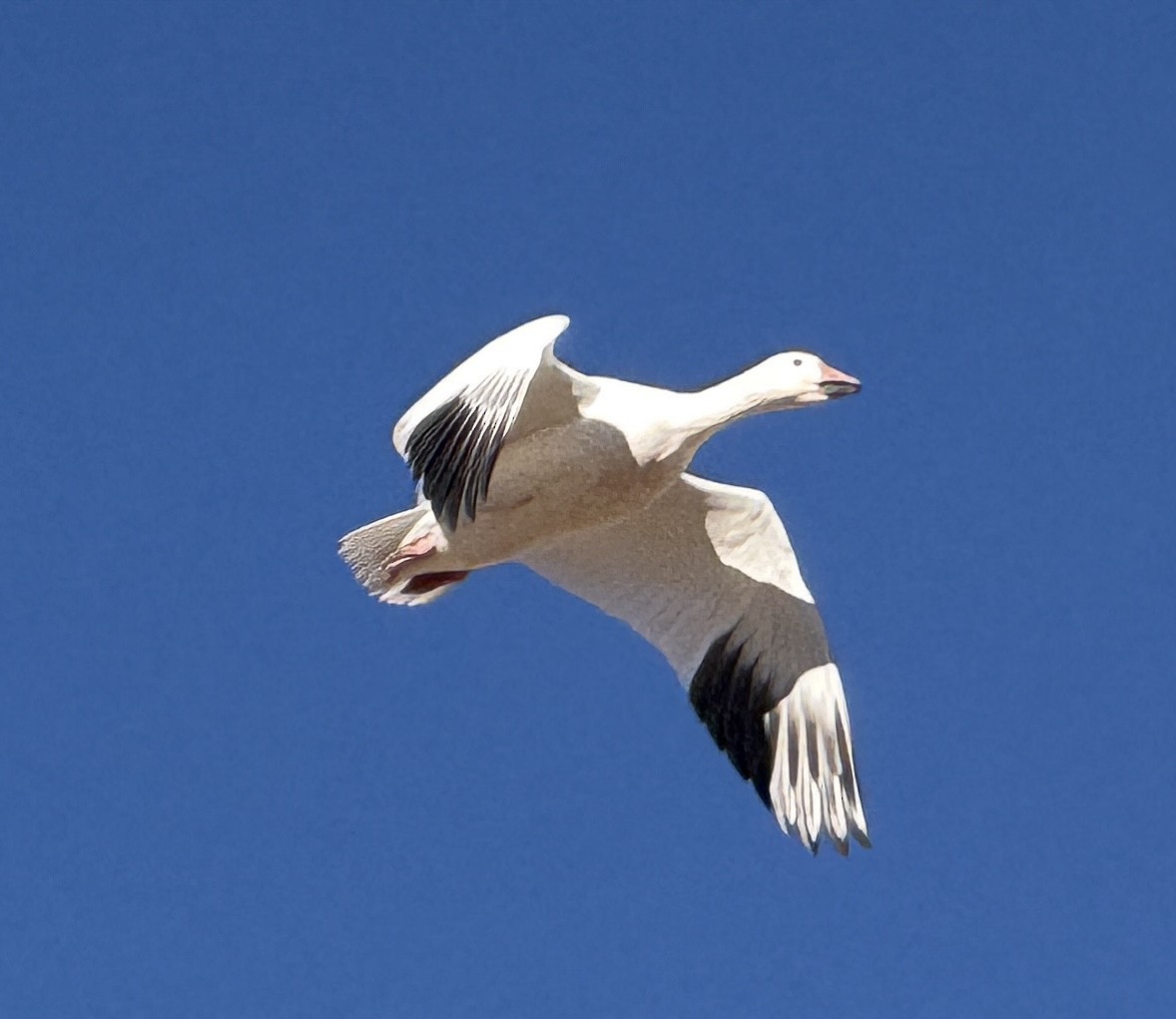 Snow Goose - ML647104192