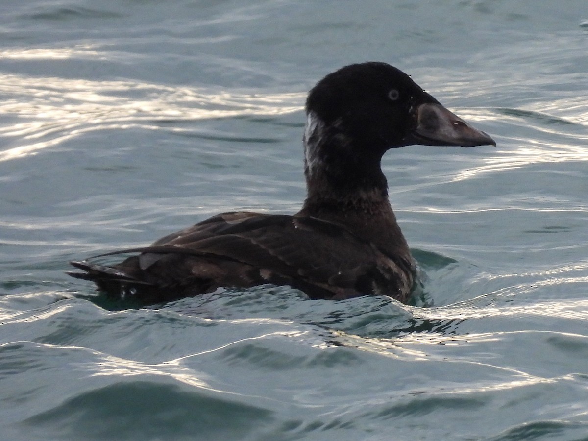 קטיפנית משברים - ML647104194