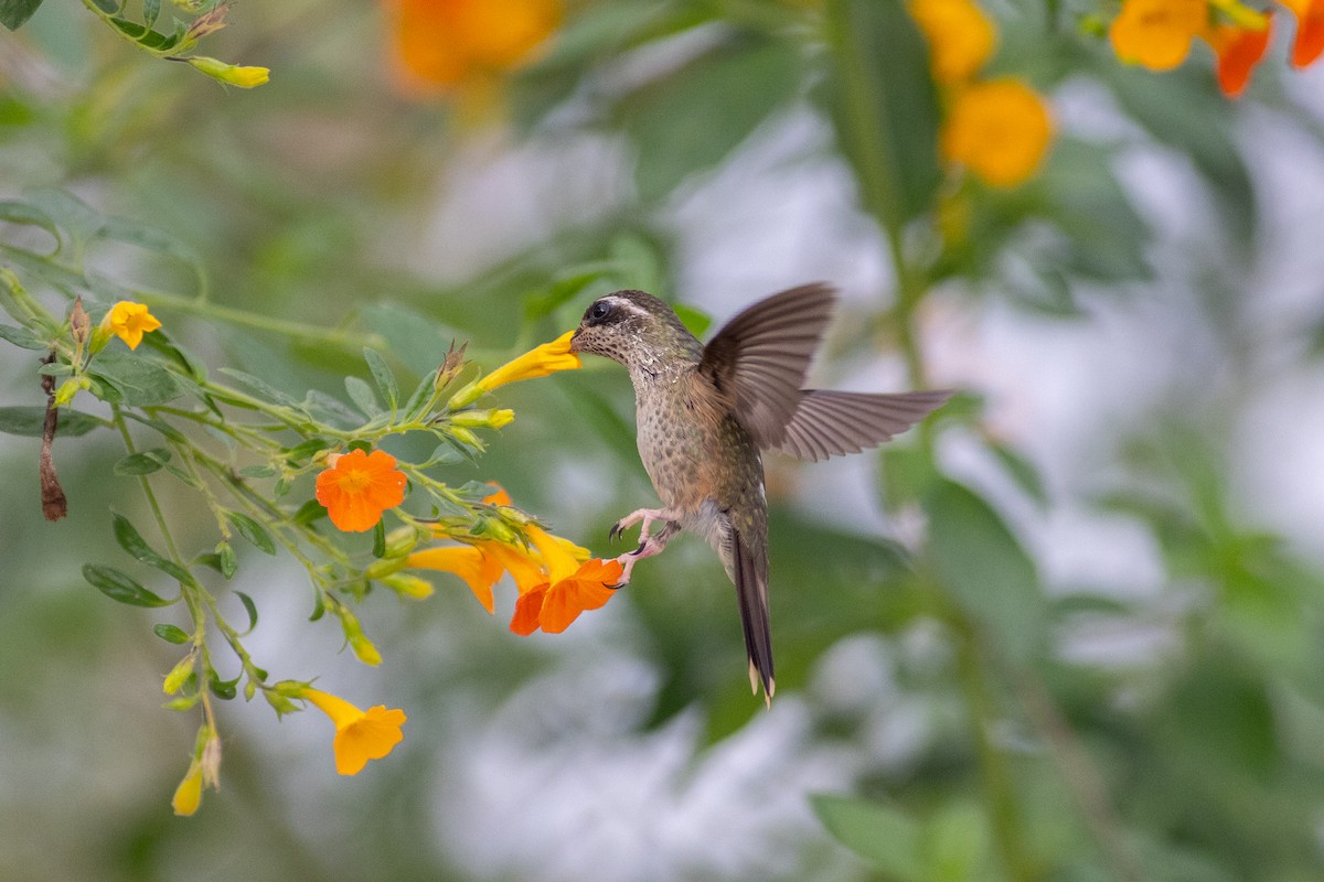 ミミグロハチドリ（maculata） - ML647104198