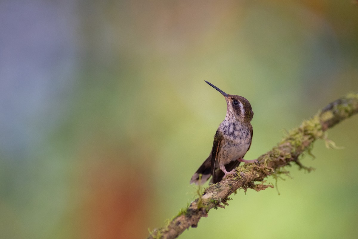 ミミグロハチドリ（maculata） - ML647104199