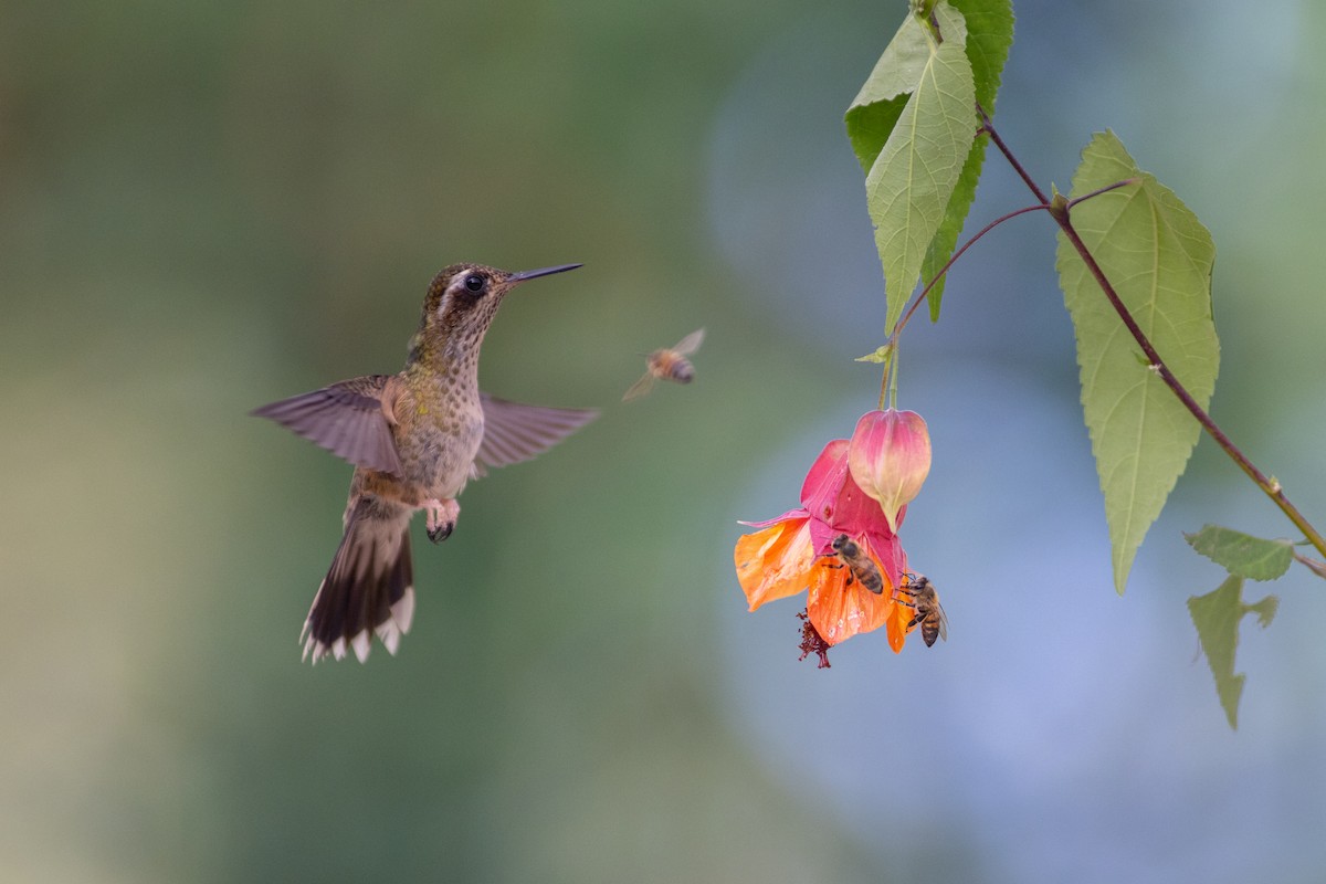 ミミグロハチドリ（maculata） - ML647104200