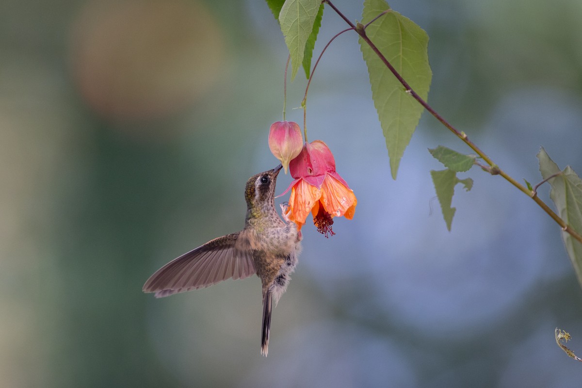 ミミグロハチドリ（maculata） - ML647104201