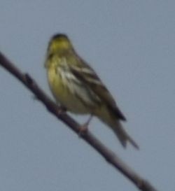 Girlitz - ML647104203