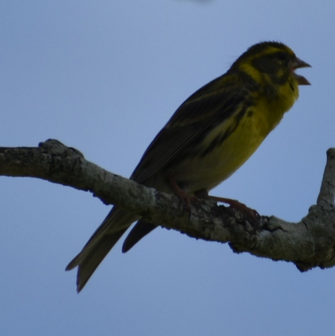 Girlitz - ML647104204