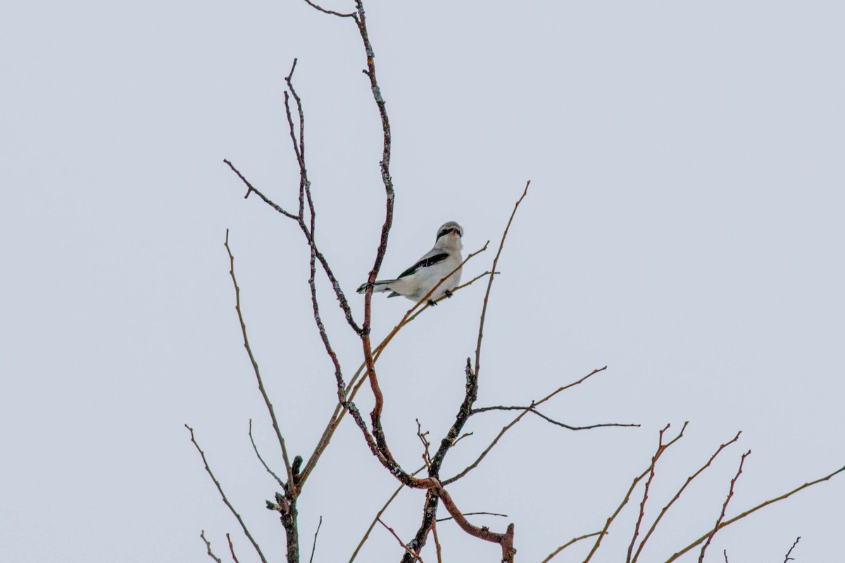 Alcaudón Boreal - ML647104205