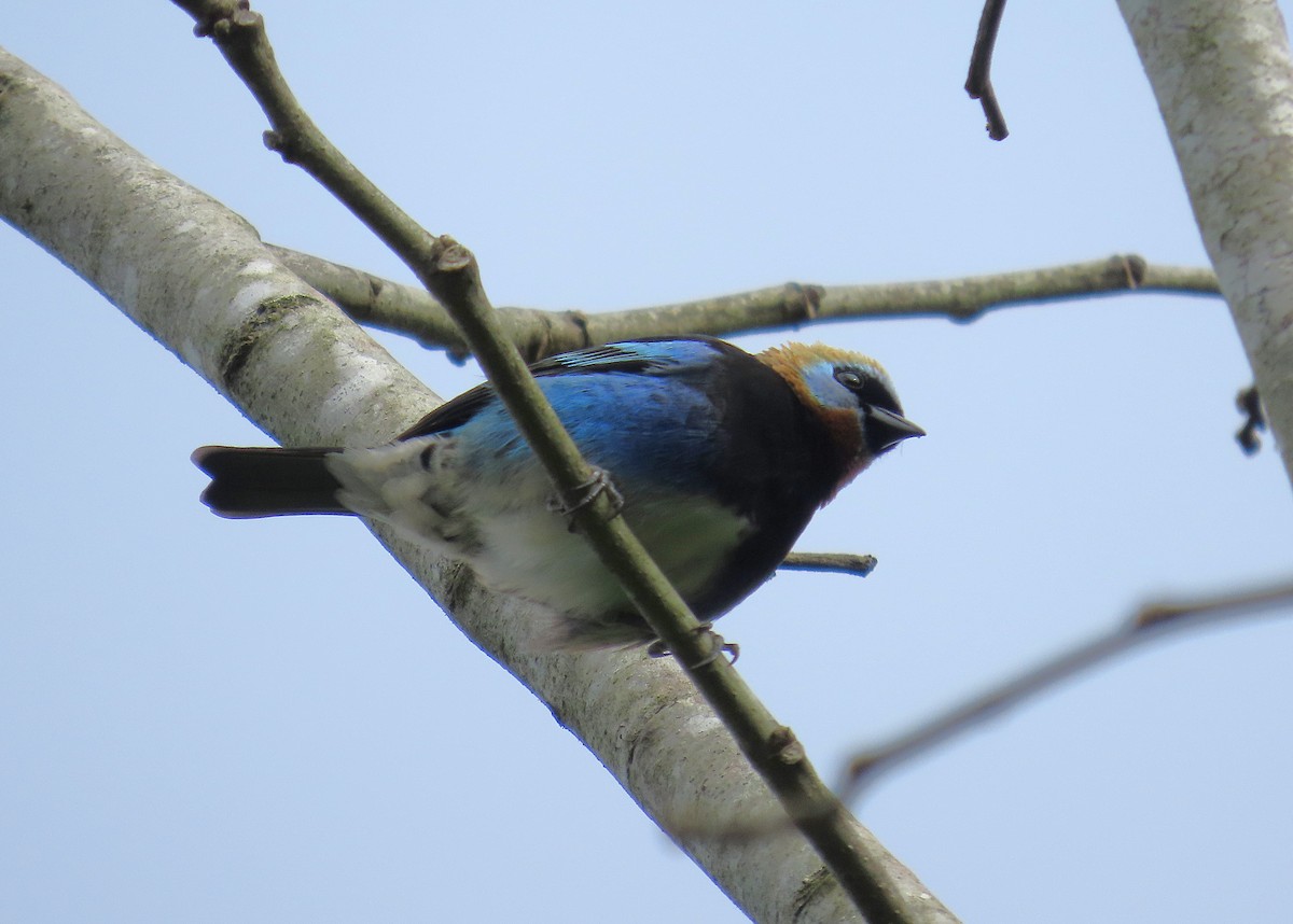 Золотистоголовая танагра - ML647104207