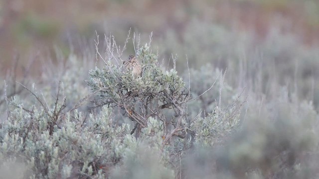 Vesper Sparrow - ML647104210