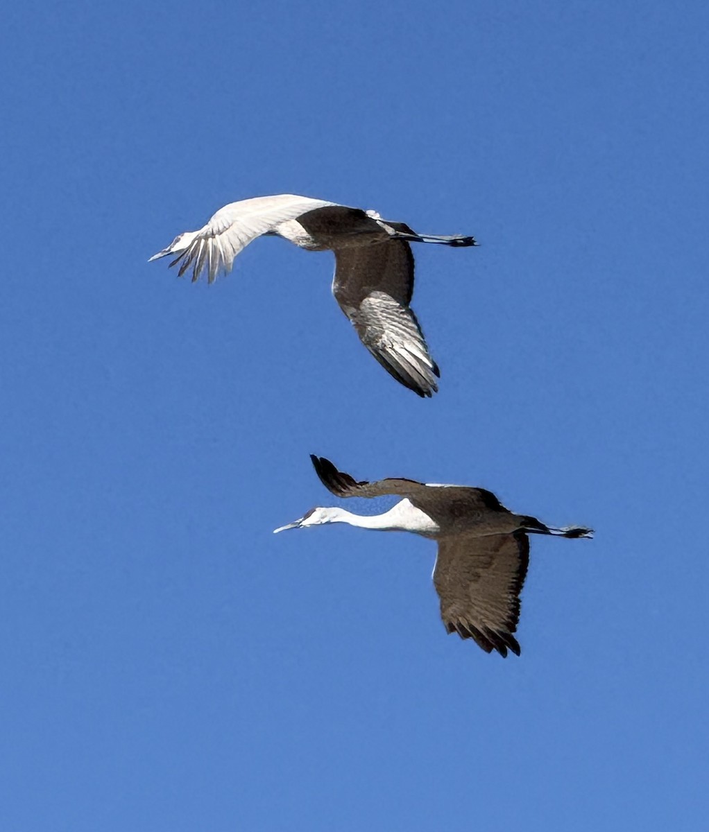 Sandhill Crane - ML647104216