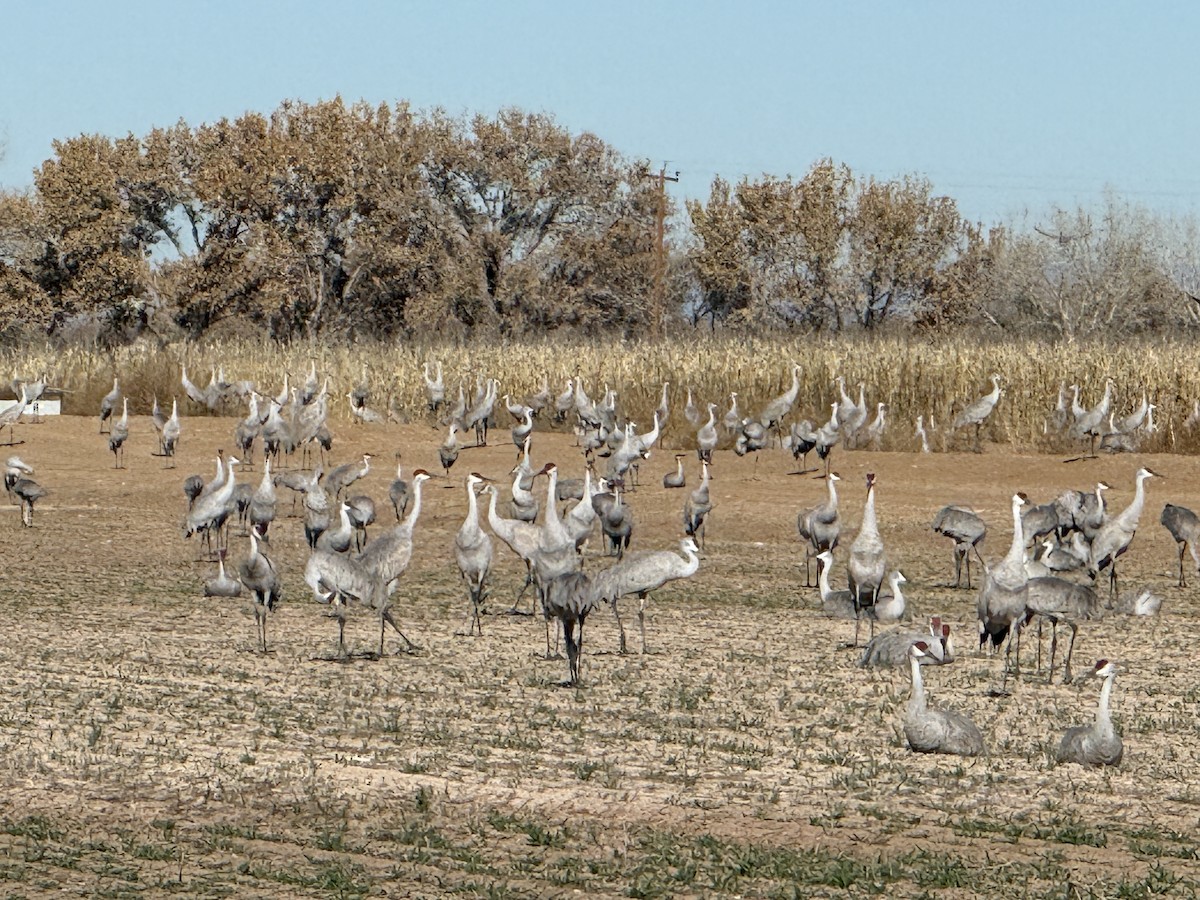 Sandhill Crane - ML647104217
