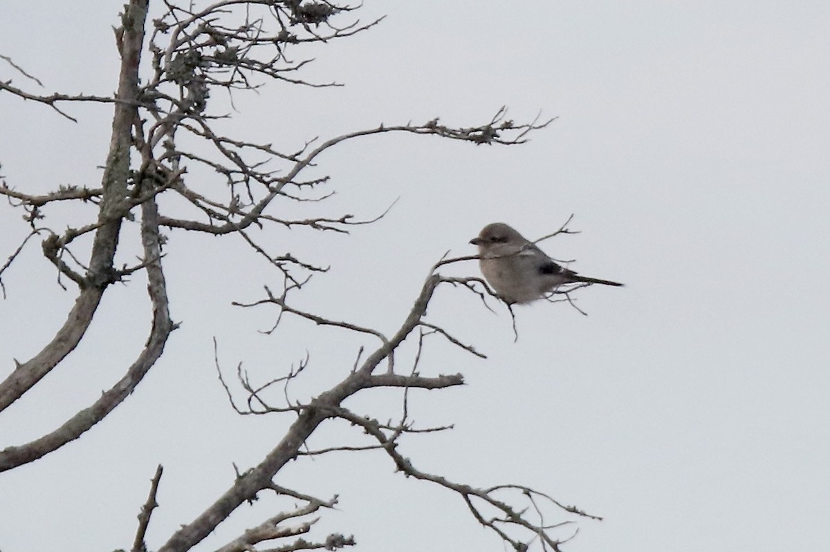 Alcaudón Boreal - ML647104221