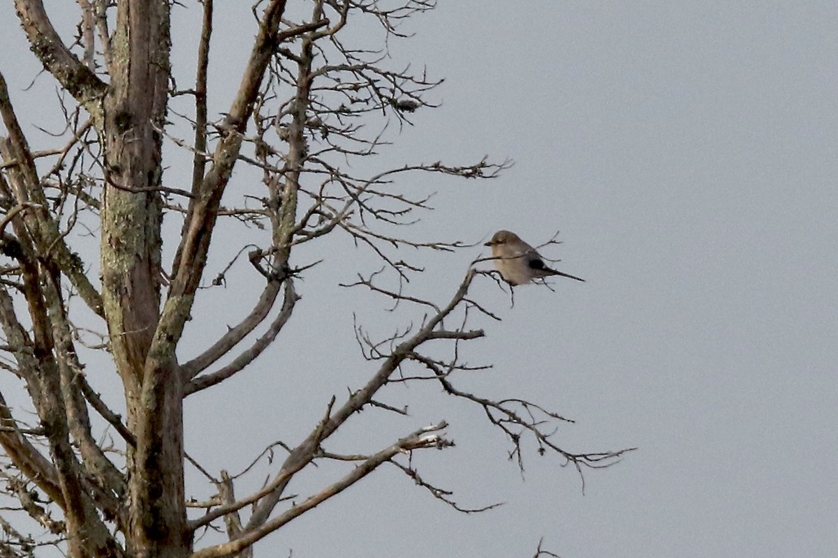 Alcaudón Boreal - ML647104227