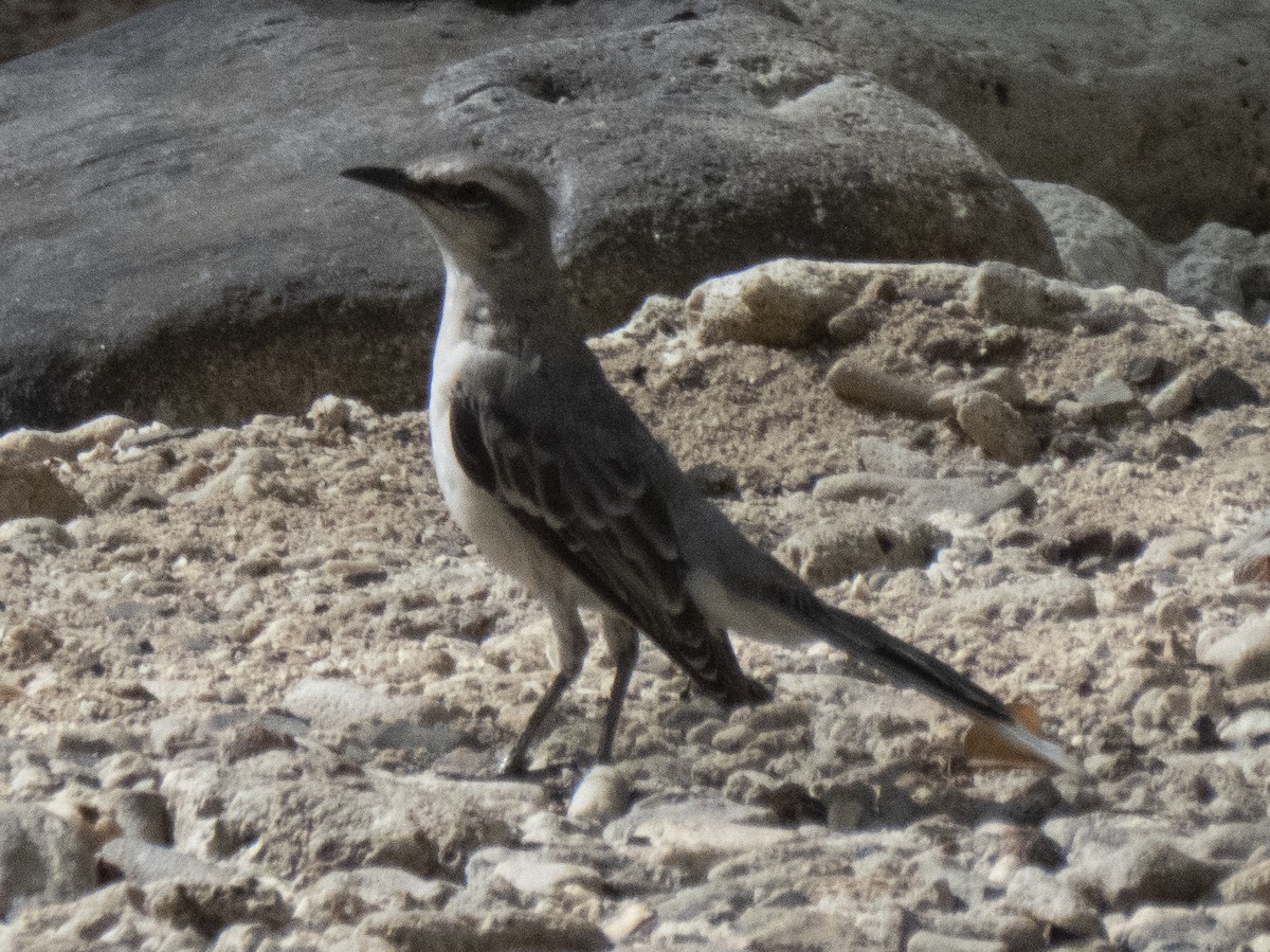 Moqueur des savanes - ML647104231