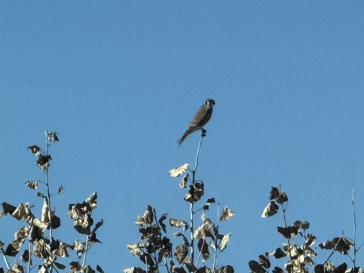 American Kestrel - ML647104232