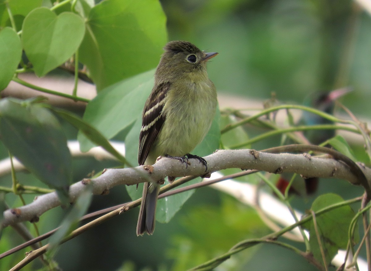 Sarı Karınlı Boreal Sinekkapan - ML647104233