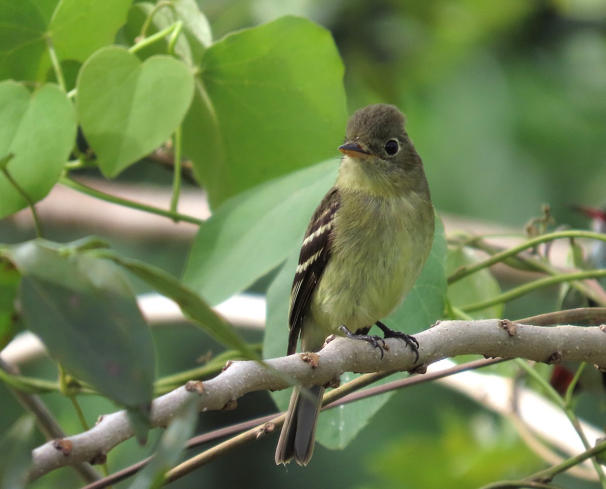 Sarı Karınlı Boreal Sinekkapan - ML647104234