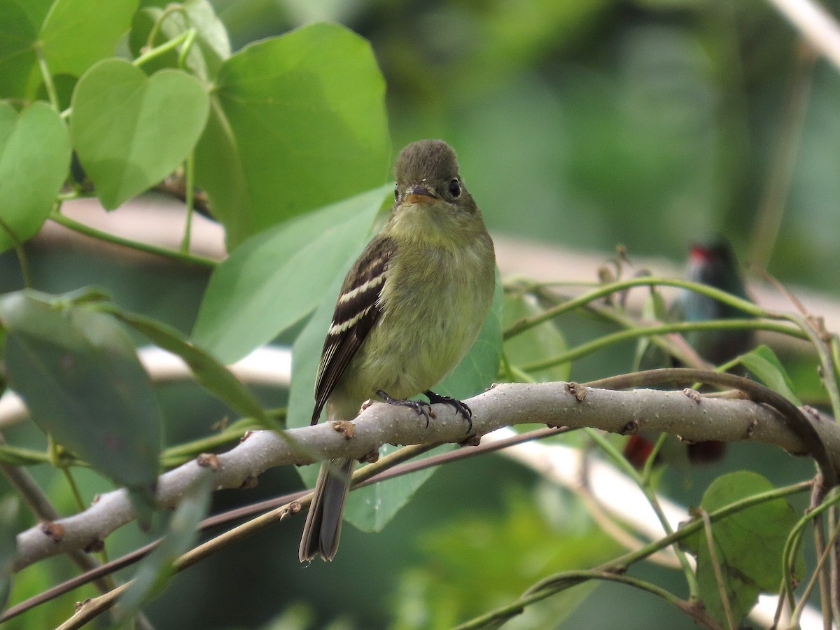 Sarı Karınlı Boreal Sinekkapan - ML647104235