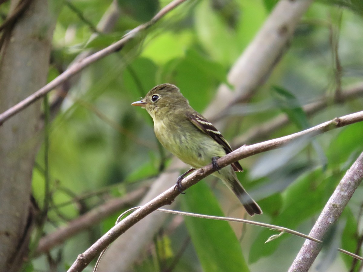 Sarı Karınlı Boreal Sinekkapan - ML647104236