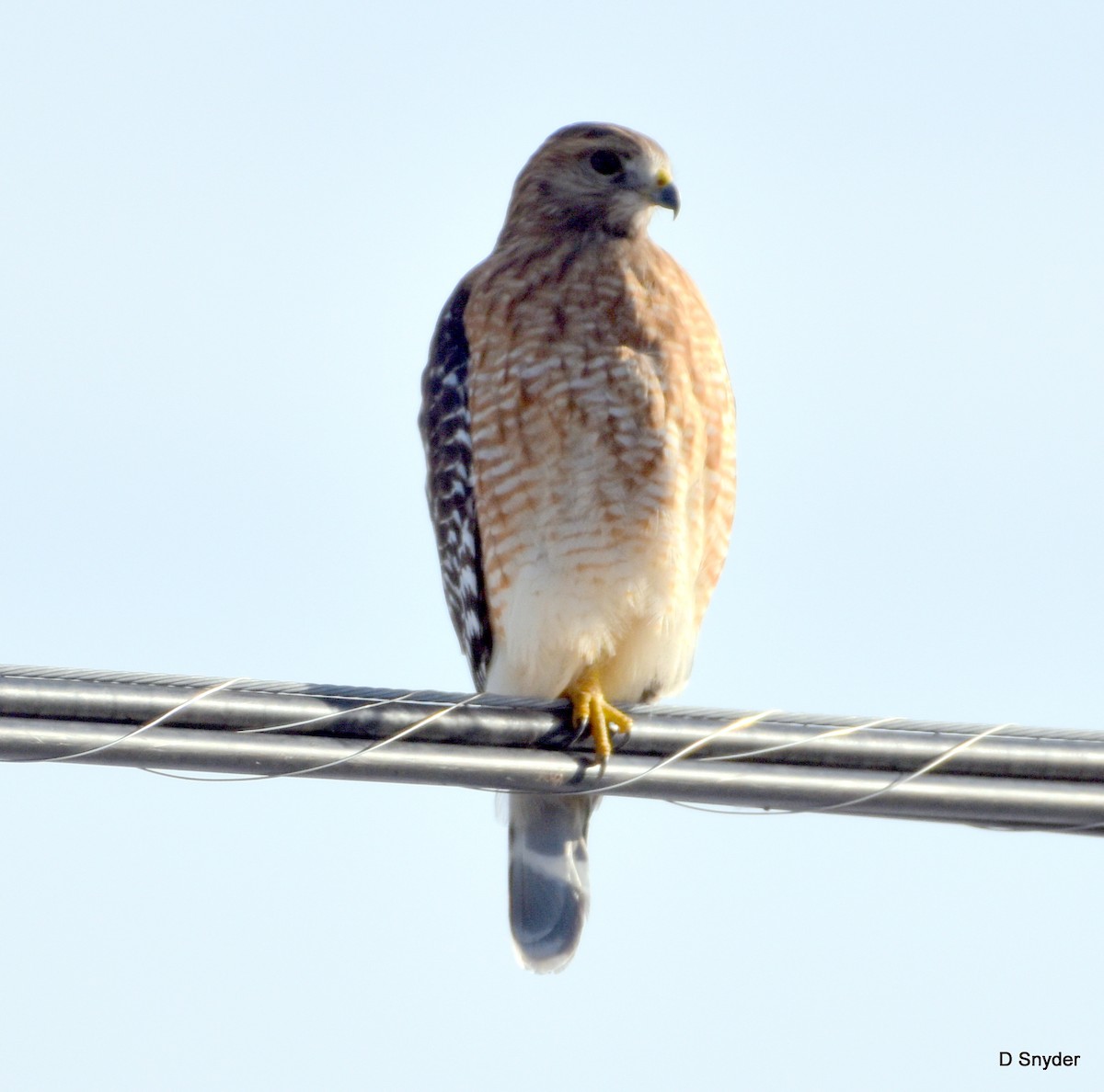 Red-shouldered Hawk - ML647104237