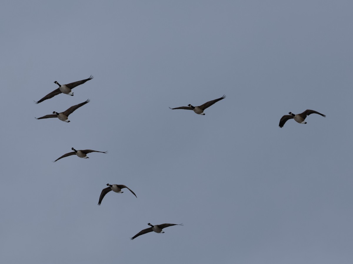 Canada Goose - ML647104238