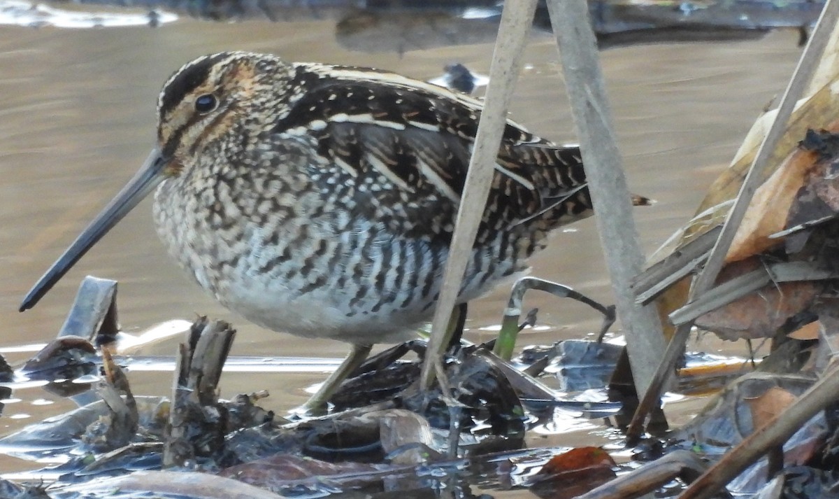 Wilson's Snipe - ML647104242