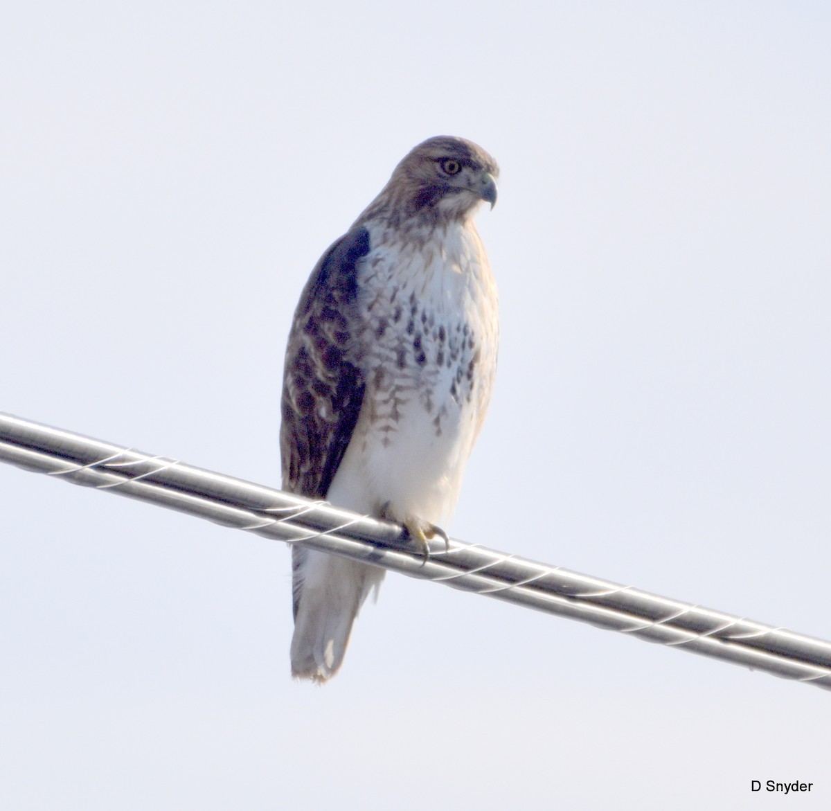 Red-tailed Hawk - ML647104245