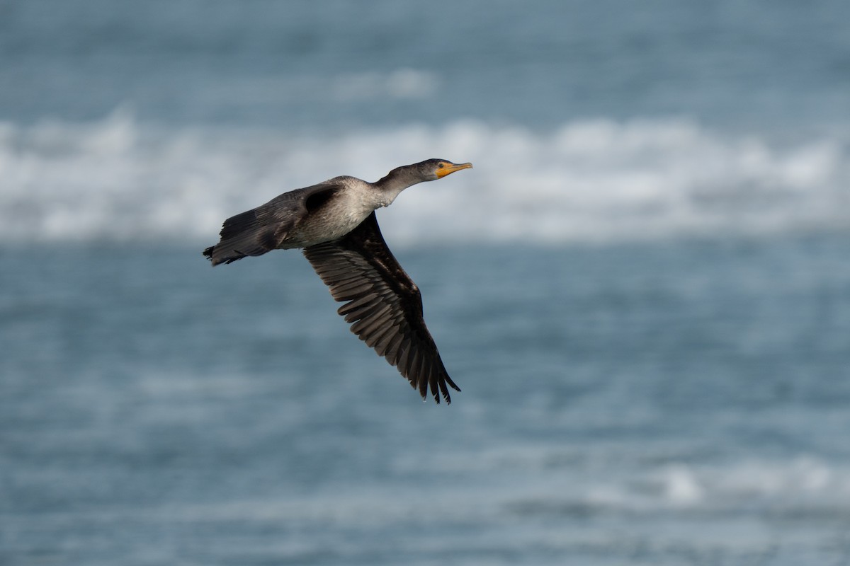 Double-crested Cormorant - ML647104246