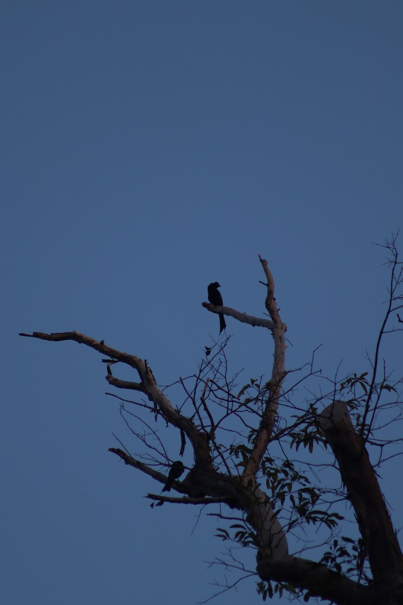 Greater Racket-tailed Drongo - ML647104253