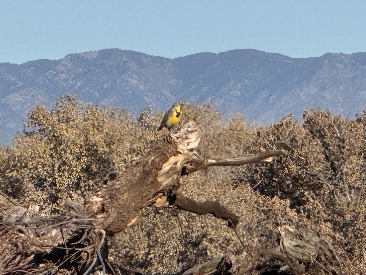 Western Meadowlark - ML647104254