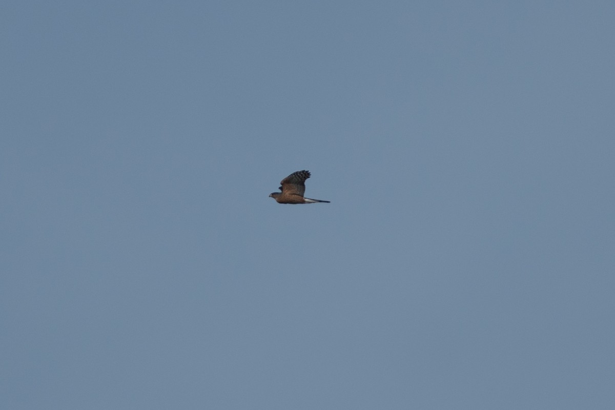 Cooper's Hawk - ML647104256