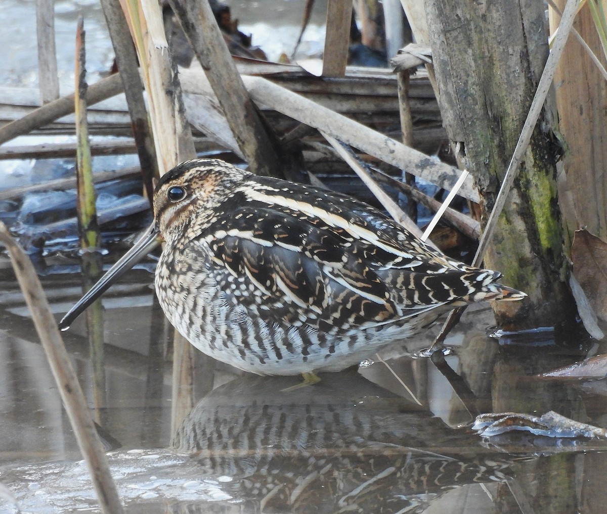 Wilson's Snipe - ML647104263