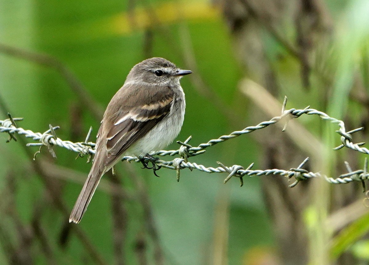 Mouse-gray Flycatcher - ML647104266
