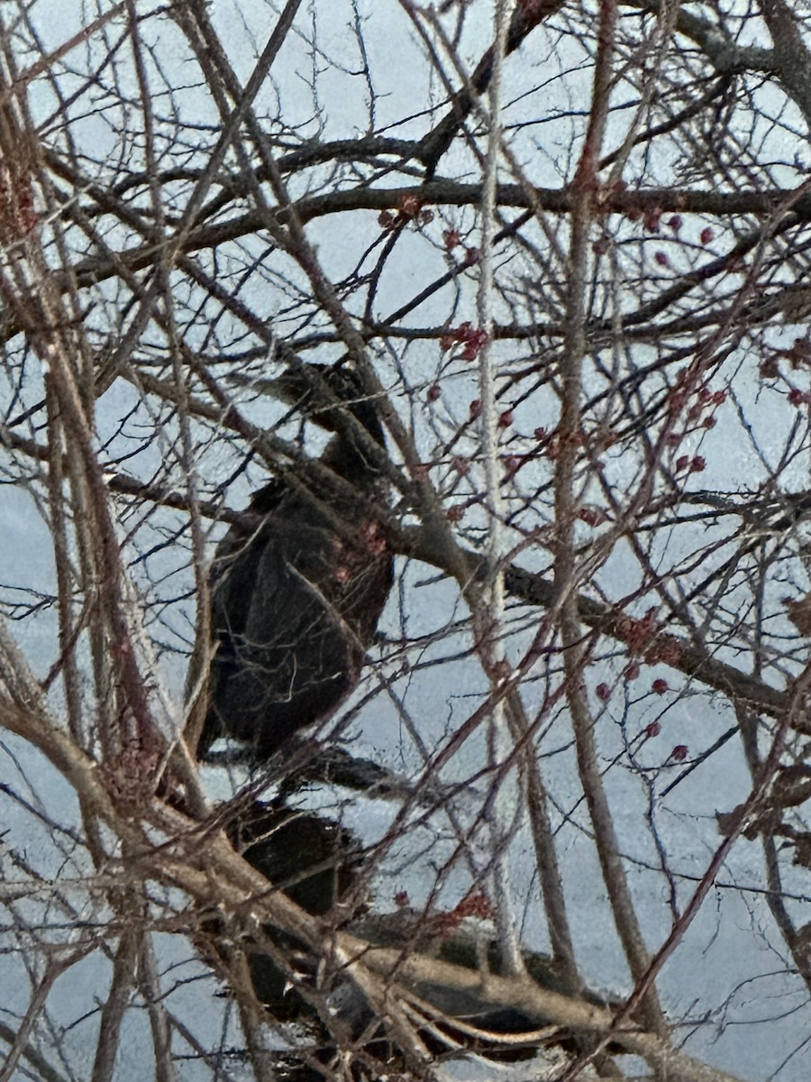 Double-crested Cormorant - ML647104267