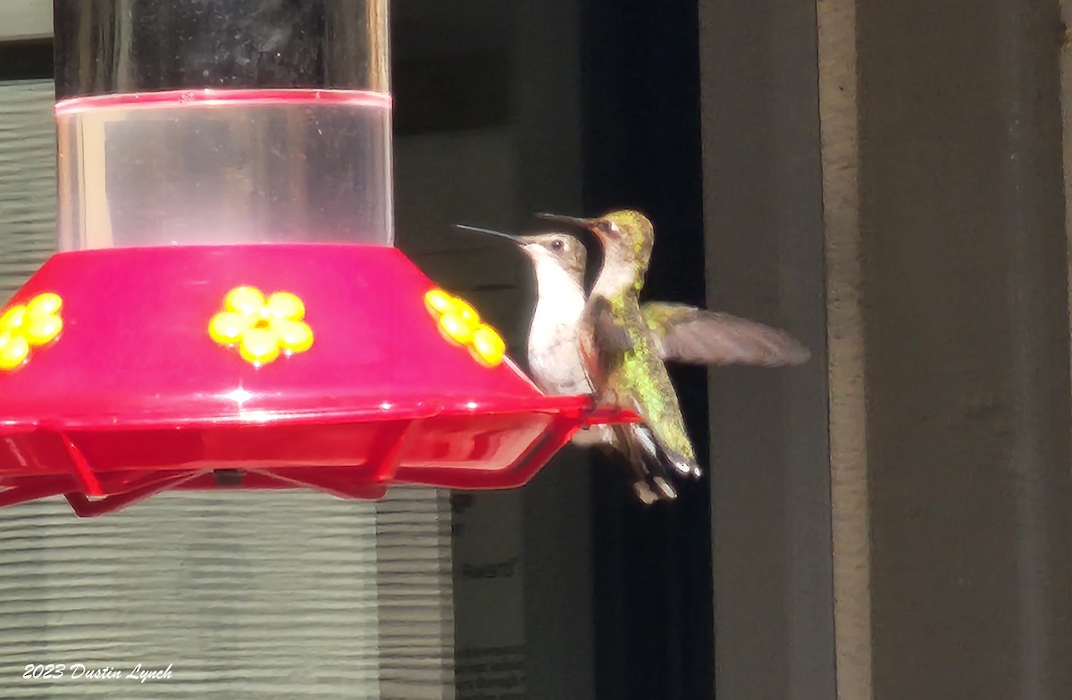 Ruby-throated Hummingbird - ML647104268