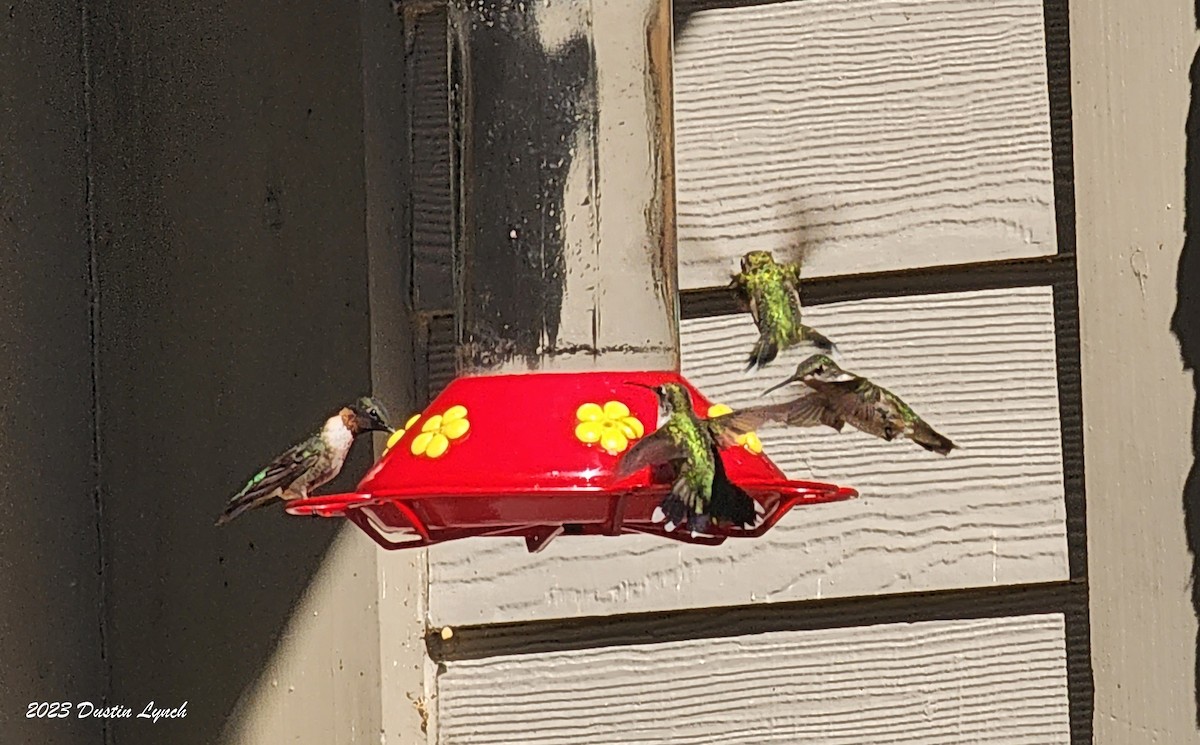 Ruby-throated Hummingbird - ML647104269