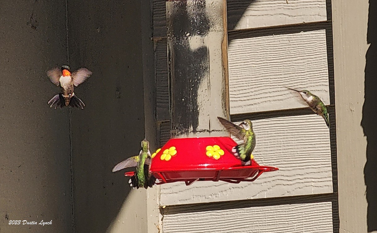 Ruby-throated Hummingbird - ML647104270