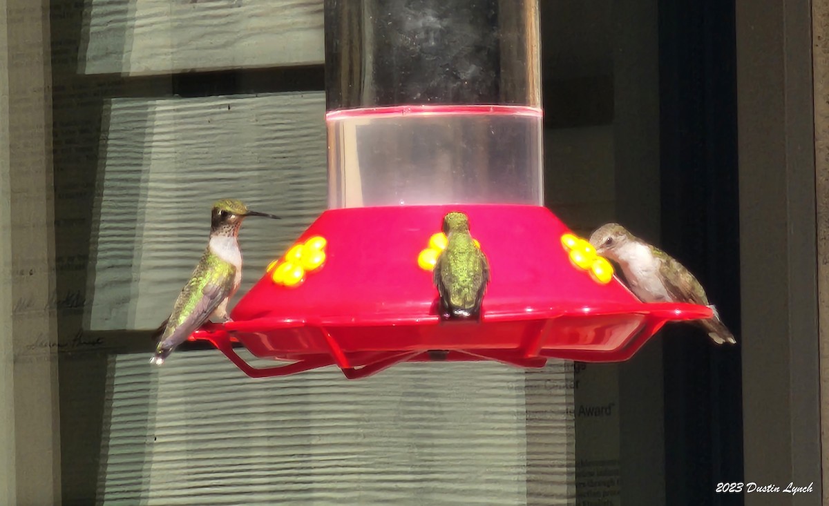 Ruby-throated Hummingbird - ML647104271