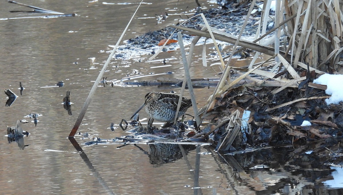 Wilson's Snipe - ML647104272