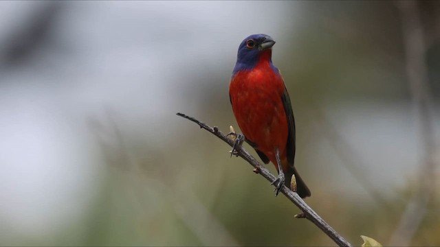 Painted Bunting - ML647104273