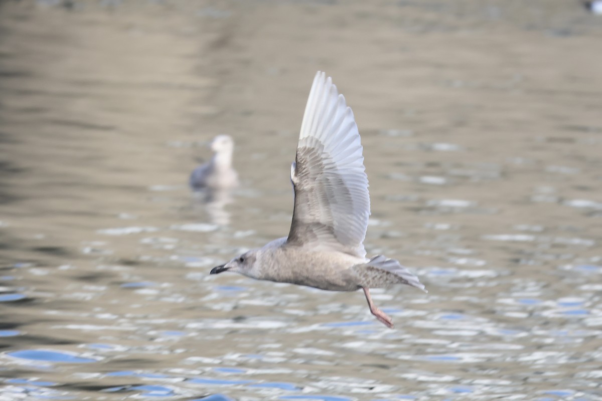 Glaucous-winged Gull - ML647104278